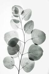 Sticker - an xray of eucalyptus leaves, flat white background, simple design