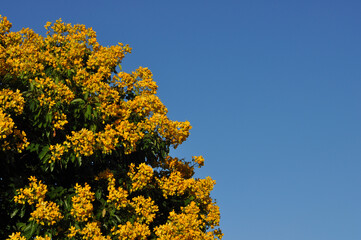 Wall Mural - arvore com flores amarelas 