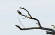 Kingfisher bird perched on limb