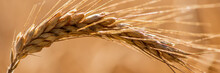   Grain In Field Before Crop