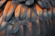 : A detailed close-up of a bird's feathers, showing contrast between the dark and light feathers,
