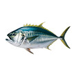 Tuna fish sea fish isolated cut out isolated on transparent background