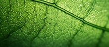 Macro Photography Of A Terrestrial Plants Green Leaf With The Sun Shining Through, Showcasing Tints And Shades In A Forest Setting. The Intricate Pattern And Texture Highlight The Beauty Of Nature