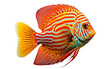 A colorful fish in red and yellow hues swims gracefully against a stark white background