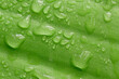 Close-up of bright green tropical plant leaf with fresh water drops
