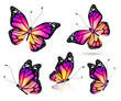 Color bright butterfly set, isolated on white