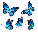 Fototapeta Motyle - Color bright butterfly set, isolated on white
