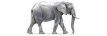 An Elephant With Tusks And A White Background Grey Elephant With Long Teeth On White Background.