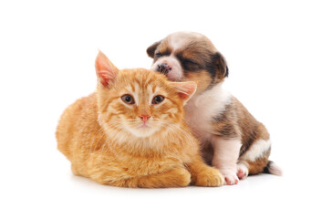 Sticker - Small cat and puppy.