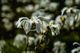 Fototapeta  - Kwiaty białej magnolii.