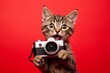 A cat holding a black photo camera. Red background. Isolated. Photographer concept.