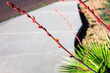 Buds and flowers of Red Yucca, Hesperaloe parviflora, on a long wand handing over sidewalk of xeriscaped Phoenix street, Arizona; shallow DOF