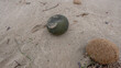 Codium bursa , primer plano de un alga redonda y verde con forma de bola varada en la orilla de la la Playa de El Campello , Alicante, Valencia , España
