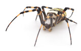 Fototapeta Koty - Yellow and brown spider.