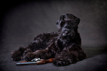 Wall Mural - Russian black terrier dog lies with a gun