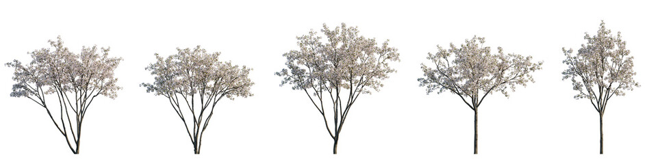 Wall Mural - Set of big bush malus flowering shrub frontal isolated png on a transparent background perfectly cutout (Crabapples Flowering white Crab apple)
