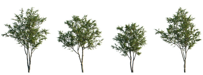 Wall Mural - cherry fruit trees frontal set street summer tree medium and small isolated png on a transparent bac