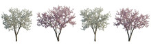 Cherry Trees Sakura Blossoming Frontal Set Street Summer Trees Medium And Small Isolated Png On A Transparent Background Perfectly Cutout
(Prunus Cerasus, Prunus Avium)