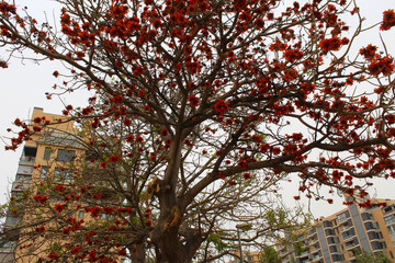 Wall Mural - flowering trees in the parks of Spain