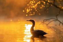 Great Cormorant At Sunrise In A Lake