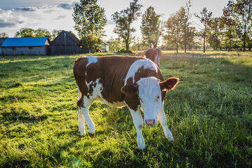 Canvas Print - Cow on a meadow in village in Masovia region, Poland