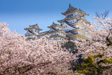 Fototapeta Tęcza - Cherry blossom and the Himeji castle in Japan