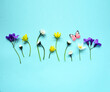 Set with beautiful meadow flowers on blue background.