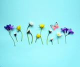 Fototapeta Desenie - Set with beautiful meadow flowers on blue background.