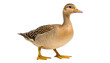 Duck isolated in no background, Clipping Path included for easy extraction.