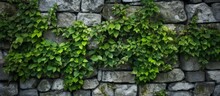 A Building With A Stone Wall Covered In Ivy, Creating A Natural And Charming Look. The Green Vines Climb Up The Brick Facade, Adding A Touch Of Nature To The House