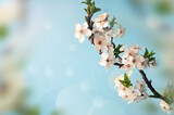 Fototapeta Do akwarium - Blossom tree over nature background. Spring flowers. Spring background.