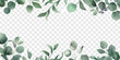 © mah - Watercolor banner with green eucalyptus leaves and branches on transparent. Spring or summer flowers for invitation, wedding or greeting cards