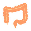 大腸。フラットなベクターイラスト。
Large intestine. Flat vector illustration.