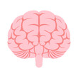 ヒトの脳（正面）。フラットなベクターイラスト。
Human brain (front). Flat vector illustration.