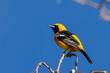 A hooded oriole bird perched on top of a tree.