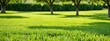 Green lawn against the backdrop of a garden with trees. Sunny and bright day. Green grass against a background of trees in the garden.