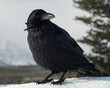 Raven (Corvus corax); Grand Teton NP; Wyoming