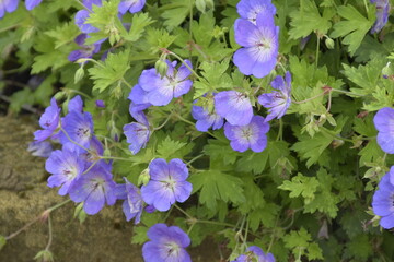 Purple Geraniums 2