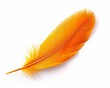 Orange feather isolated on white background with clipping path and full depth of field