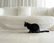 Black cat sitting on sofa at home. Black cat looking at camera.
