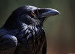 A big black raven with a big beak in nature. Birds and nature.