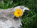 Fototapeta  - Yellow flower on a tree stump in the garden.