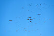 Sandhill cranes (Grus canadensis) migrating; Crane Trust; Nebraska