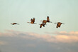 Sandhill cranes (Grus canadensis) in flight; Crame Trust; Nebraska