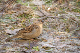 Fototapeta Zwierzęta - sparrow on the ground eating seeds