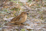 Fototapeta Zwierzęta - portrait of a sparrow on the ground