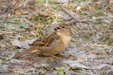 Fototapeta Zwierzęta - portrait of a sparrow