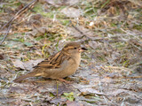 Fototapeta Zwierzęta - sparrow eating seeds