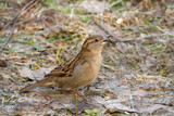 Fototapeta Zwierzęta - sparrow on the ground