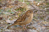 Fototapeta Zwierzęta - portrait of a sparrow